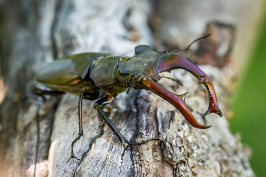 The stag beetle. A large beetle of the genus Lucanus