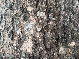 Fototapeta premium Rough Tree Bark Texture Natural Wooden Background Closeup