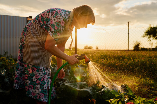 A person waters plants in a countryside garden during evening hours. The sun sets behind, casting warm light over the plants and soil