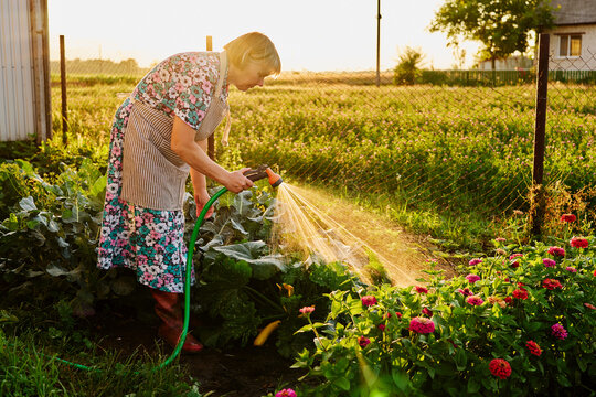 A woman uses a hose to water colorful flowers in her garden. It is sunset in a rural area with fields and a house in the background