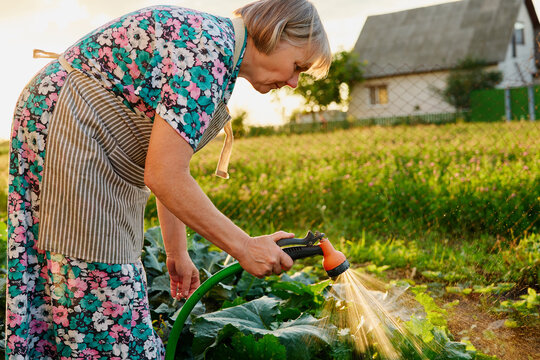 An elderly woman waters green plants in her garden using a garden hose as sunlight shines down in the evening. A house is visible in the background