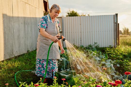 A woman in a floral dress and apron waters green plants in her garden using a hose. She stands beside a fence and a shed under the evening light