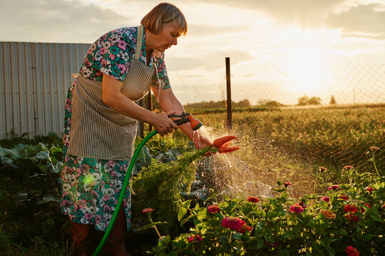 A person waters flowers in a garden at sunset in a rural area. The sun sets in the background as the garden flourishes with plants and flowers