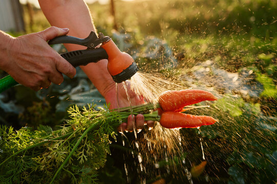 A gardener holds a bunch of fresh carrots and waters them with a hose. The sun sets in the background, creating a warm atmosphere on the farm