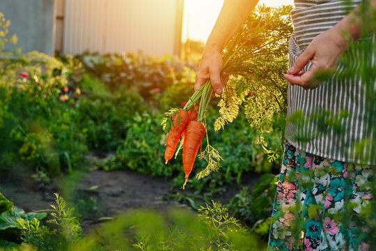 A person stands in a garden at sunset holding freshly picked carrots. The garden has various plants and flowers in the background