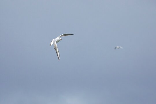 Wild seagull soaring high with outspread wings against an overcast background