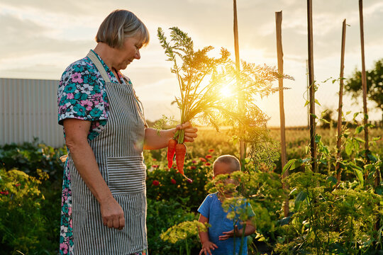 A woman gathers fresh carrots and herbs in a garden. A child stands nearby, watching her. The sun sets behind them, casting a warm light on the scene