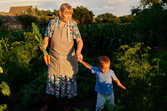 An elderly woman holds fresh carrots while a young boy walks alongside her in a garden during the late afternoon. They are enjoying time together with plants