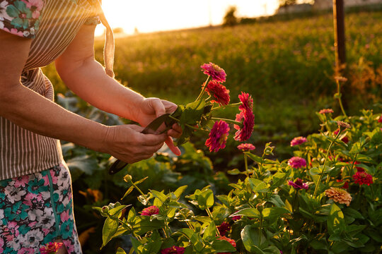 A person cuts flowers in a garden as the sun sets behind the fields. The scene shows bright flowers and green plants under the warm light