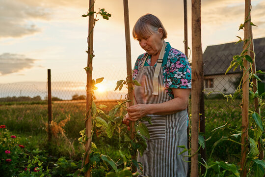 A woman tends to plants in her garden during the evening. The sun sets behind her house, creating a warm glow across the open field
