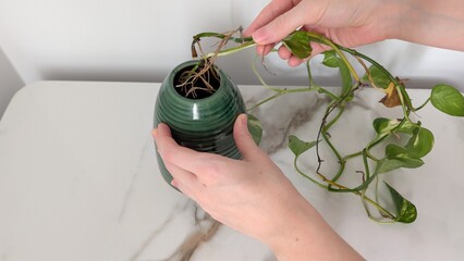 Female hands inspecting the root system of a Golden Pothos growing in water. The dark green pot stands on a white marble table against a white wall in soft daylight. The plant shows signs of disease. © Valeriia