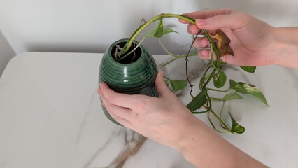 Female hands inspecting the root system of a Golden Pothos growing in water. The dark green pot stands on a white marble table against a white wall in soft daylight. The plant shows signs of disease. © Valeriia