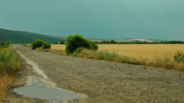 Dirt road with water puddles after rain running alongside golden wheat fields and green trees under a dramatic sky. Empty rural countryside way.