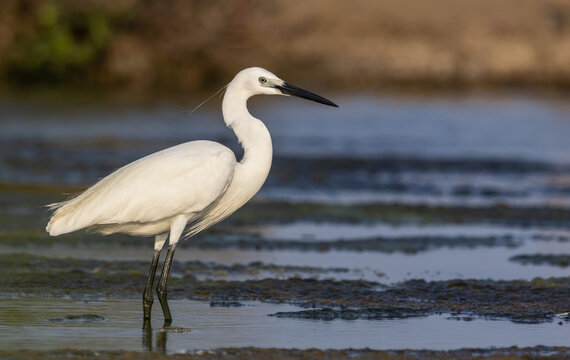 Little egret hunting for food in the wetland.