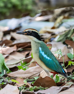 Fairy Pitta (Pitta nympha) foraging on dry leaf litter in its natural forest habitat.