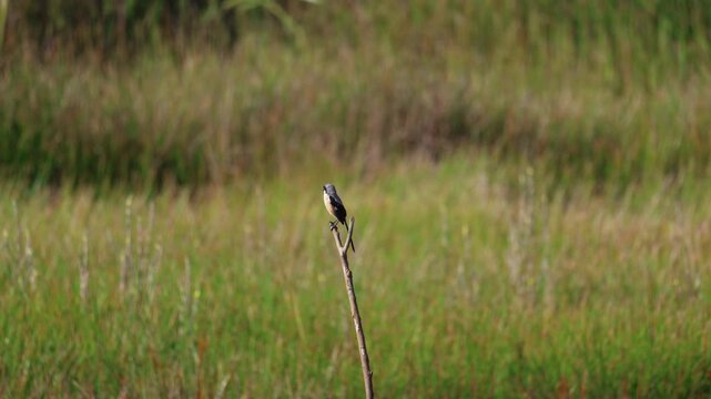  Long-tailed Shrike (scientific name: Lanius schach)