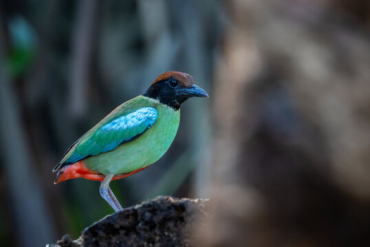 Close-up of a colorful Hooded Pitta bird perching on a log in the wild jungle of Asia.
