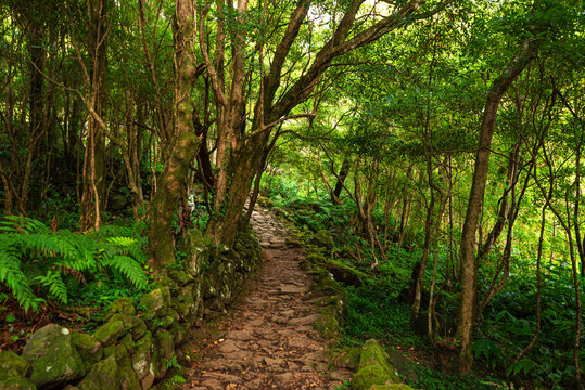 Shaded hiking path winding through dense woodland on Flores Island surrounded by volcanic rock walls and lush plants