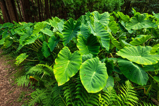Taro plants growing in shaded forest understory on Flores Island for local food production in Portugal