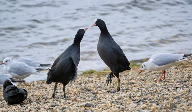 A pair of wild black coot birds showing territorial behavior on a stony beach