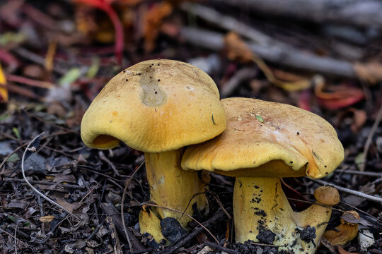 Close-up of a pair of yellow bolete mushrooms growing in natural habitat.