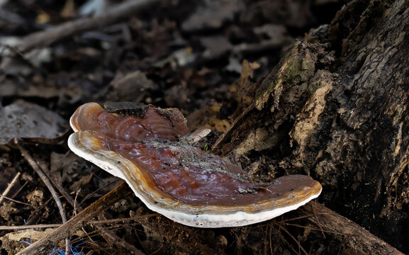 Wild Reishi mushroom (Ganoderma lucidum) growing on decaying wood in a Thai forest, known for its medicinal benefits.