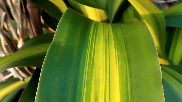 Top down close up shot showing a variegated leaf with sharp green and yellow bands shaking gently.