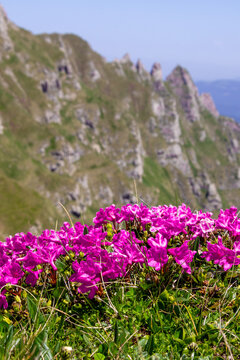 Blooming Rhododendron myrtifolium in the Carpathian Mountains, Bucegi , Romania