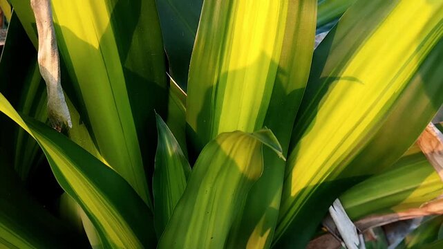 Medium eye level shot of a plant cluster with layered variegated leaves bending actively in the wind breeze.
