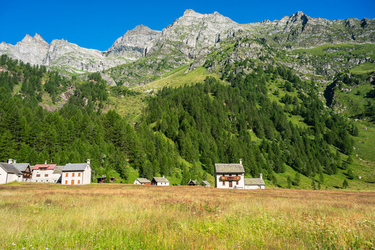 Larch forests and glacial meadows of Alpe Devero showcase the transition between alpine and subalpine zones in Italy under a clear sky