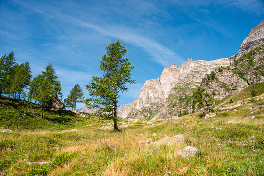 Sunlit alpine pasture with scattered larch trees in a high-altitude area of Italy