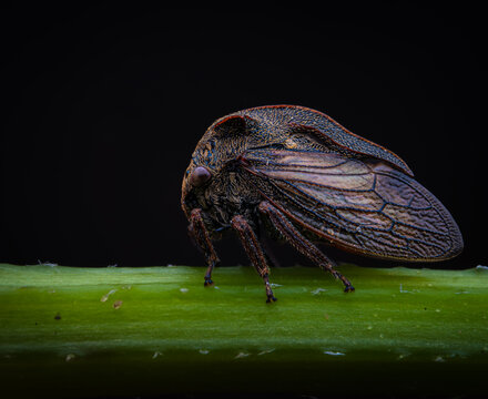 Cicada on a dark background
Macro close up of a cicada resting on a green leaf in the dark.