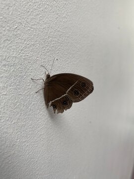 butterfly on the wall