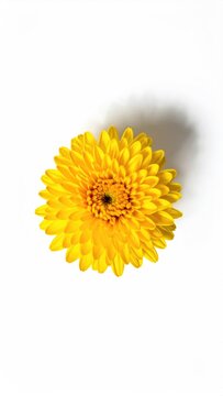 Bright yellow flower with delicate petals on a stark white background