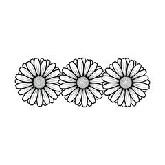 Fototapeta premium Three black and white stylized daisy flowers in a horizontal row, featuring detailed petals and textured centers.