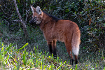 Maned wolf in the wild © Leandro