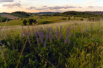 Vibrant Lupine Flowers Blooming in a Field at Sunset © stockcrafter