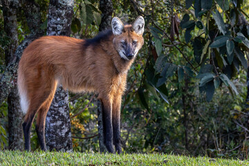 Chrysocyon brachyurus  © Leandro