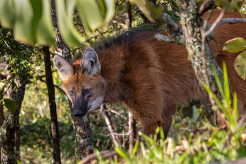 Wolf in the woods © Leandro