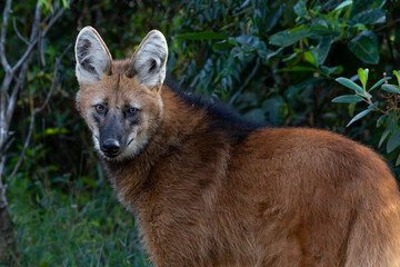 Maned wolf closeup  © Leandro