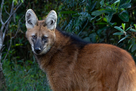 Maned wolf closeup 