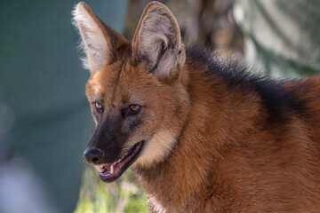 Portrait of a maned wolf in wild - Serra da canastra, Brazil © Leandro