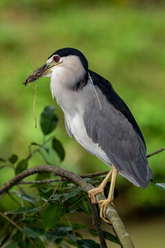Close up of captive Black-capped Night Heron