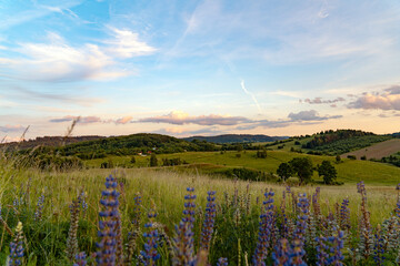 Vibrant Lupine Flowers Blooming in a Field at Sunset © stockcrafter