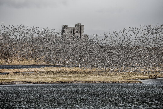 Flocks of birds gather near historical structure in Cumbria during cool sunny weather on March 16, 2021