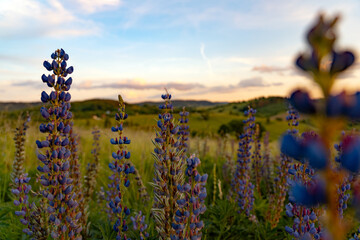 Vibrant Lupine Flowers Blooming in a Field at Sunset © stockcrafter