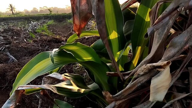 Medium eye level view of a green plant bush with variegated yellow stripes trembling subtly under natural lighting.