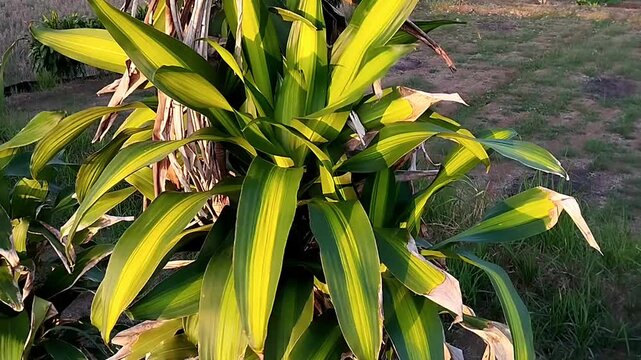 Medium eye level shot of a striped plant bush with yellow and green foliage shaking gently in bright sunlight.