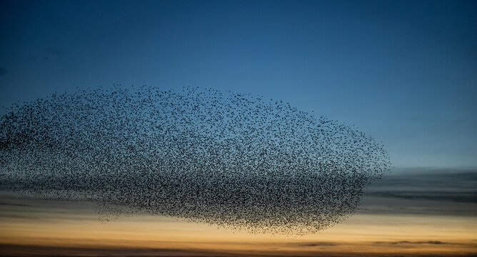 Starlings form patterns in the sky at dusk over Sandscale Haws National Nature Reserve