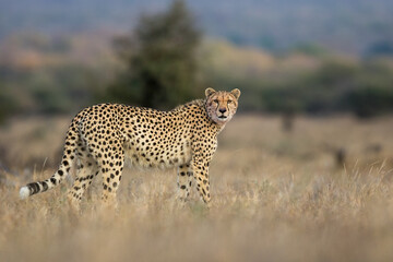 cheetah in the savannah © Steve